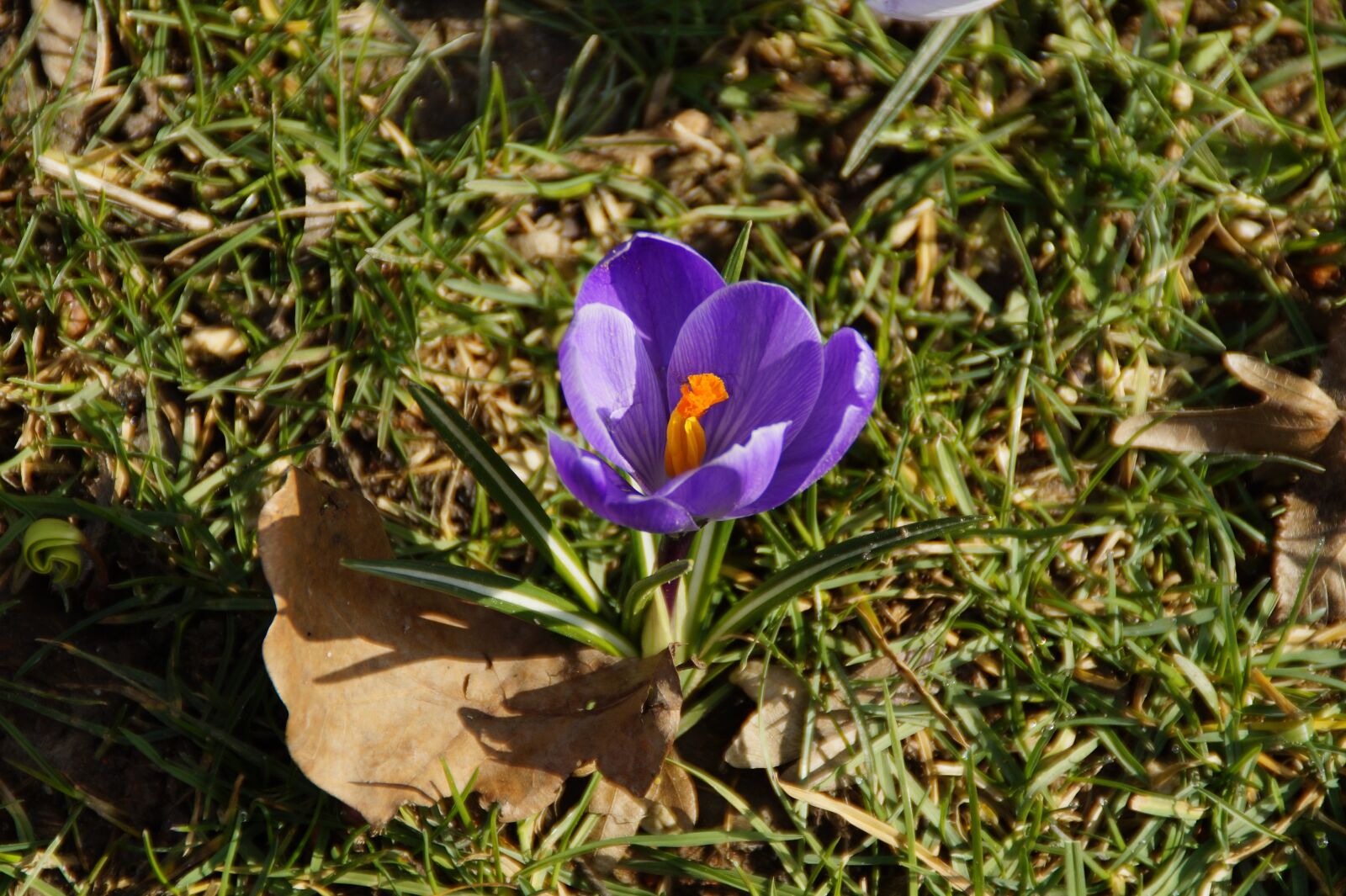 Sony SLT-A58 sample photo. Crocus, spring, purple photography
