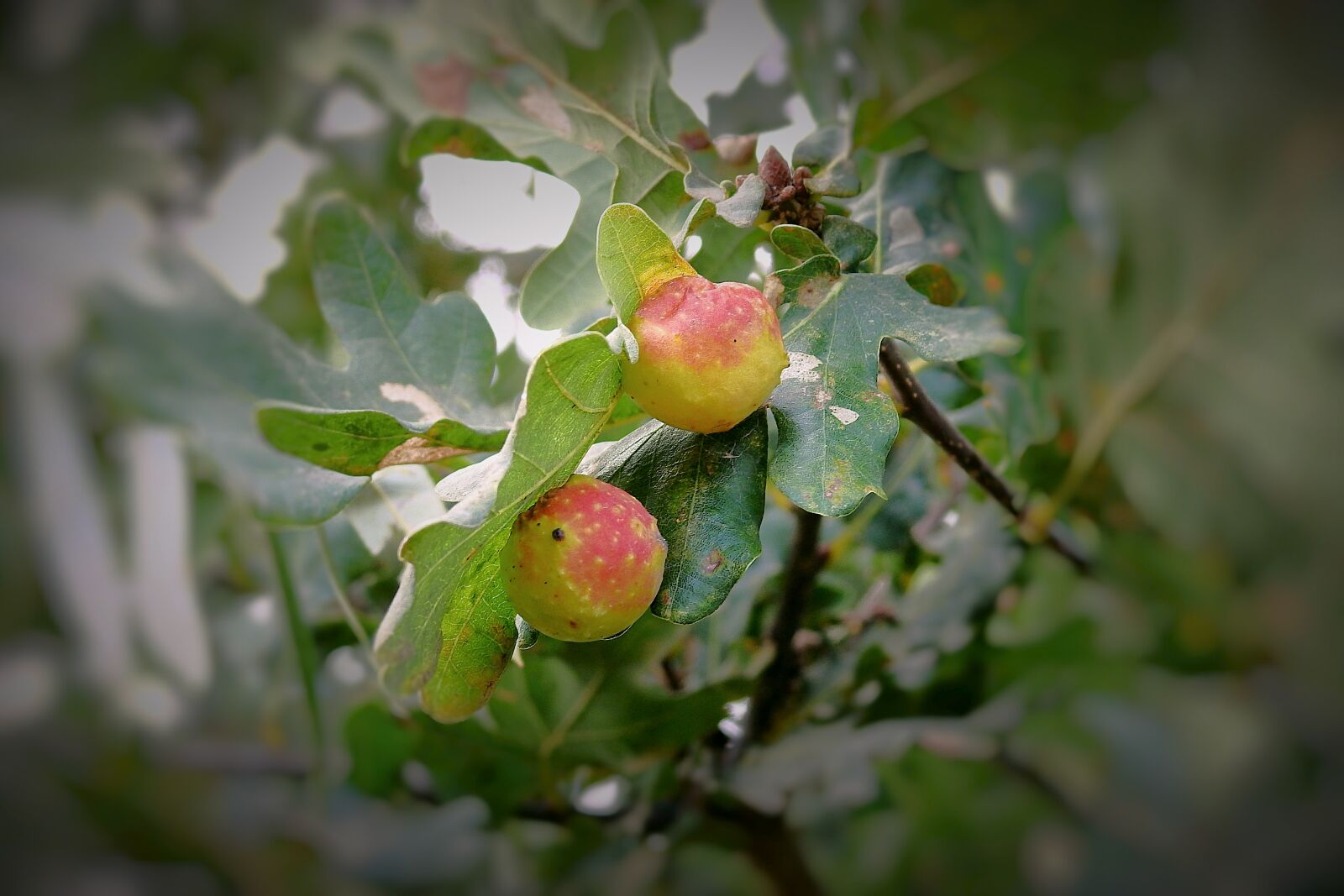 Nikon Coolpix P900 sample photo. Apples, oak, tree photography
