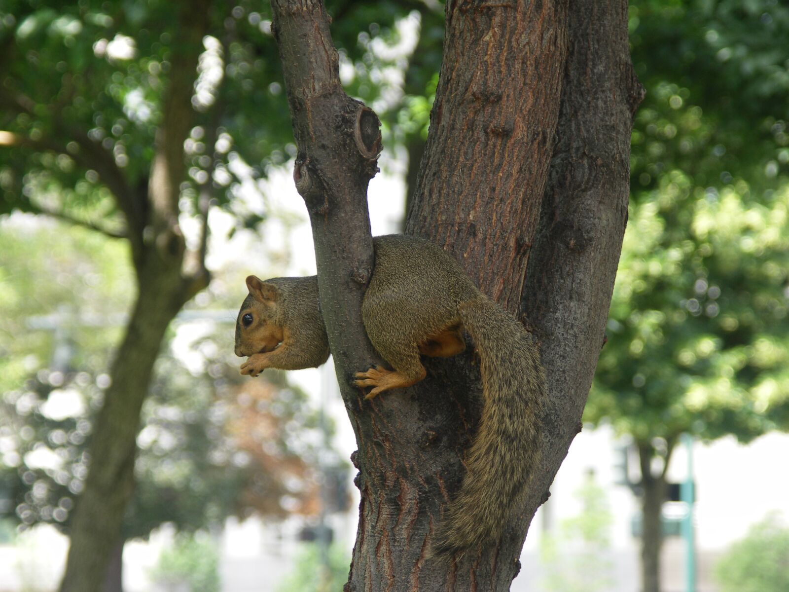 KONICA MINOLTA DiMAGE A200 sample photo. Squirrel, nature, rodent photography