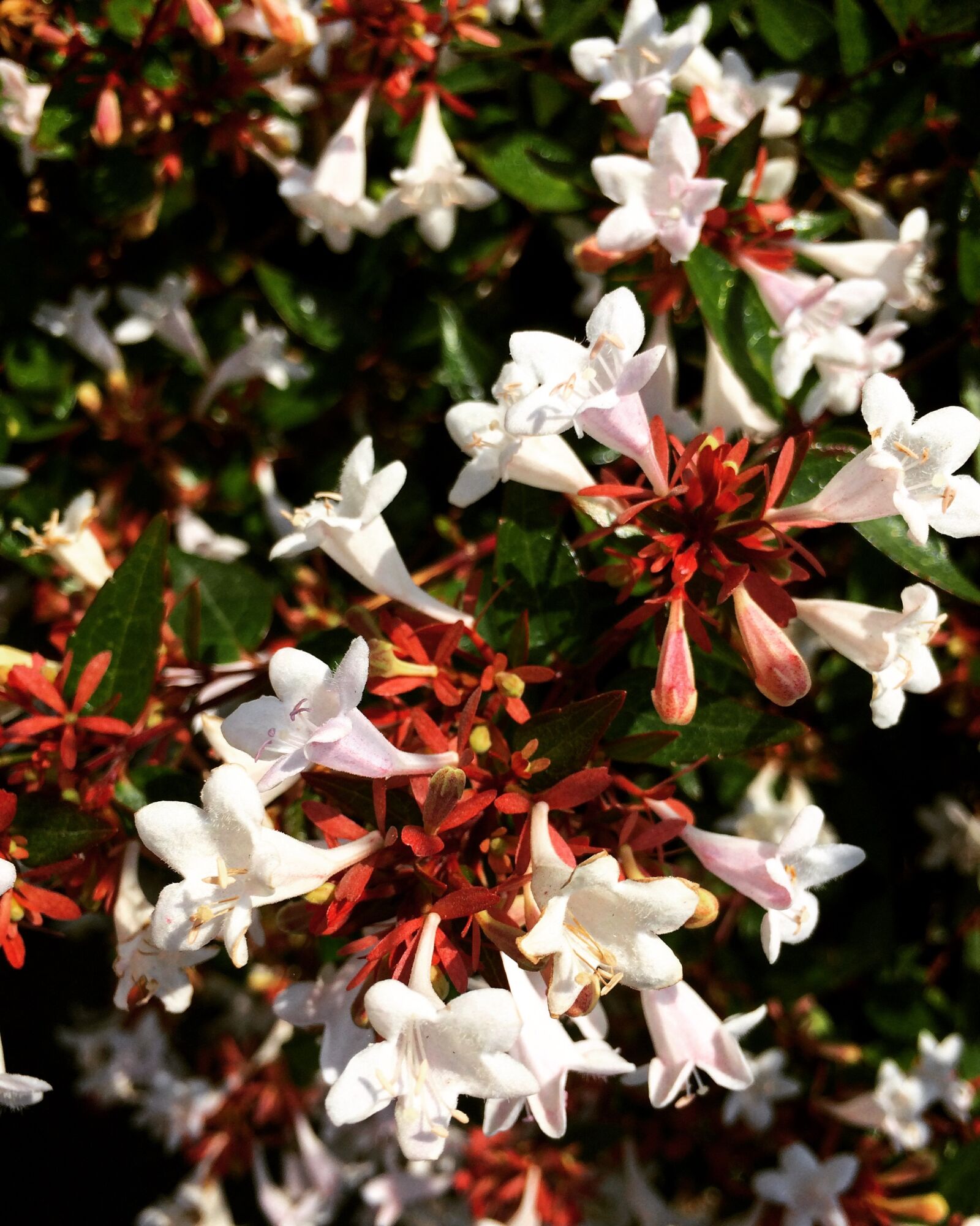 iPhone 5s back camera 4.15mm f/2.2 sample photo. Flower, spring, nature photography