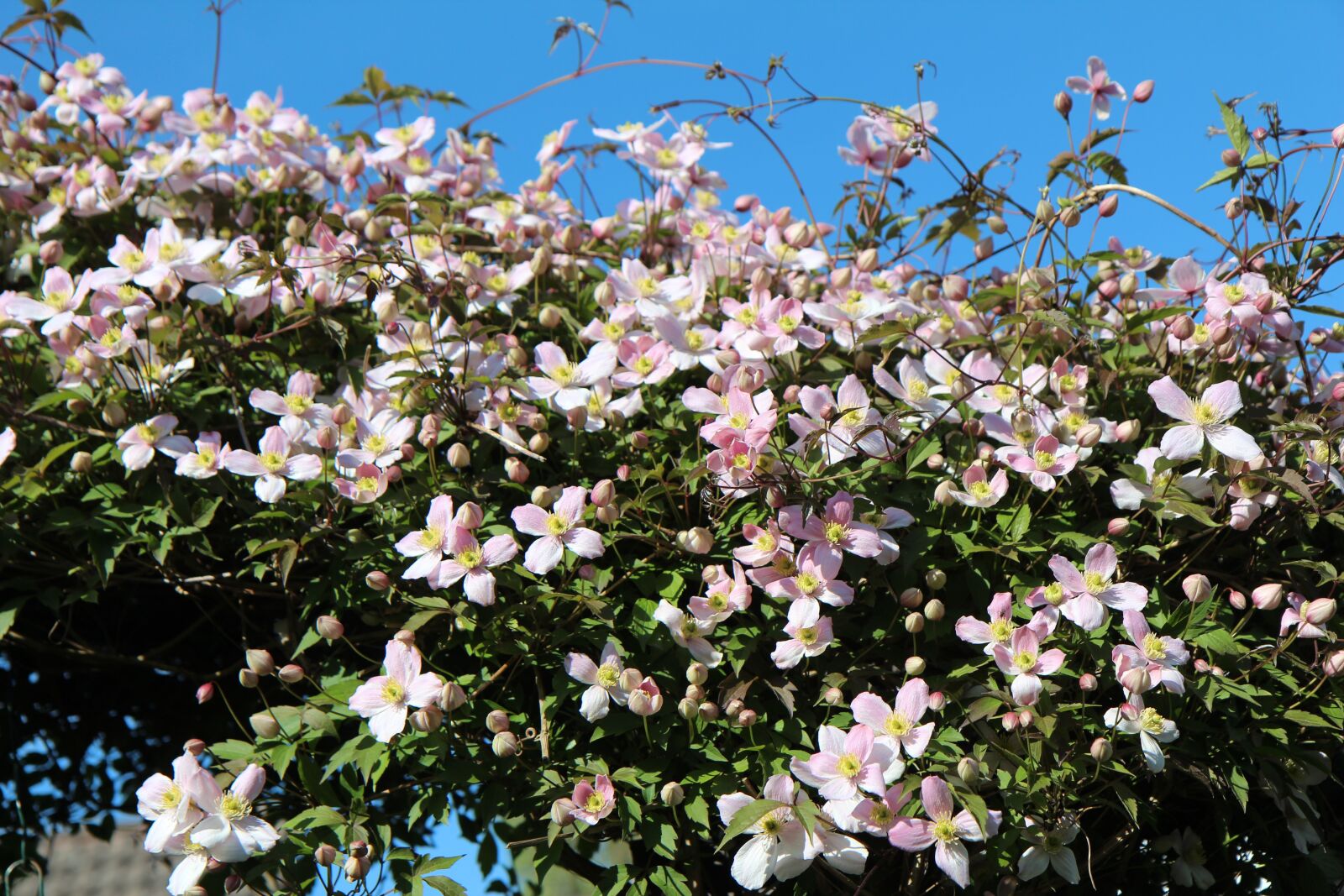 Canon EOS 600D (Rebel EOS T3i / EOS Kiss X5) sample photo. Clematis, clematis montana, clematis photography