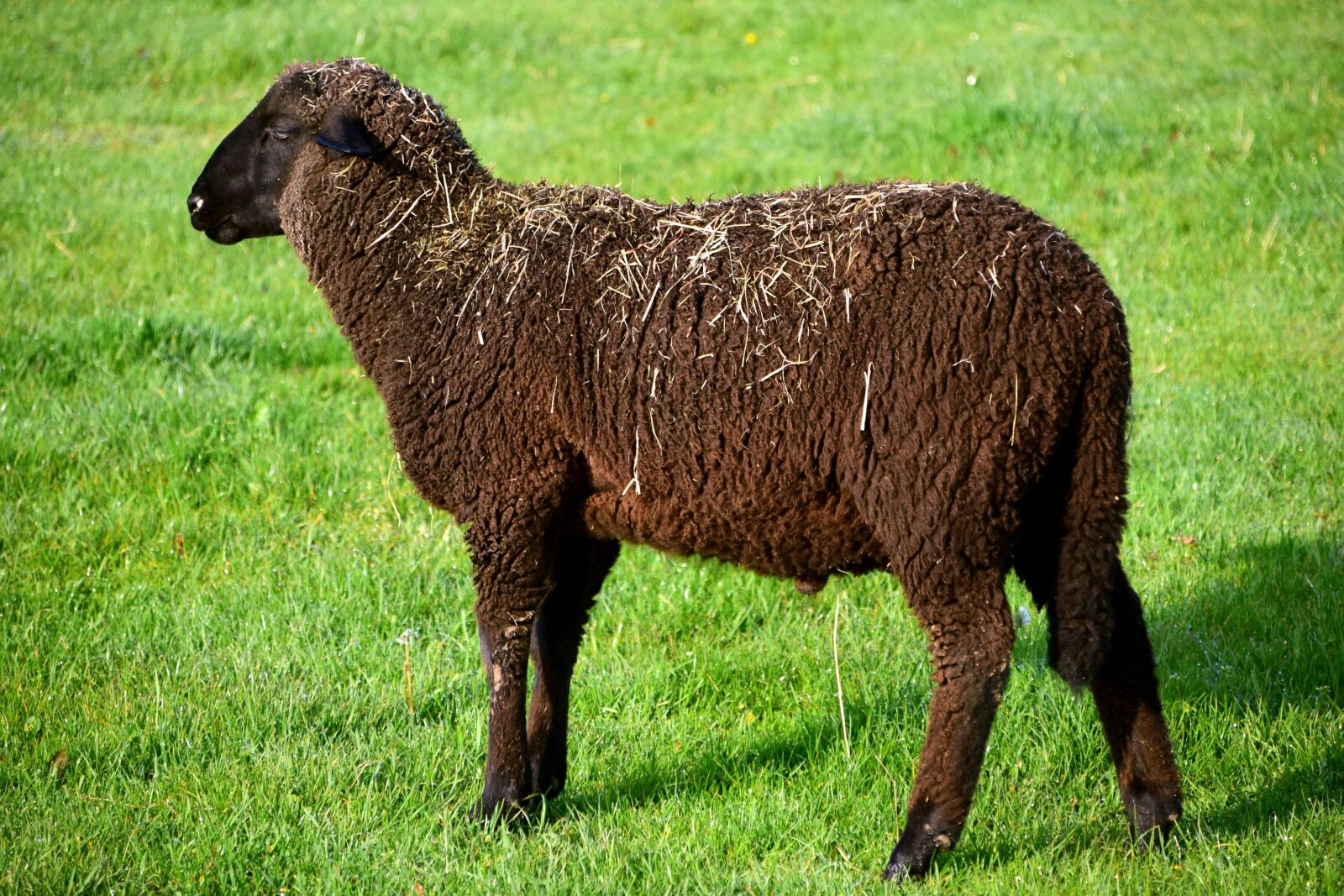 Nikon D3300 sample photo. Livestock, animal, grass, sheep photography