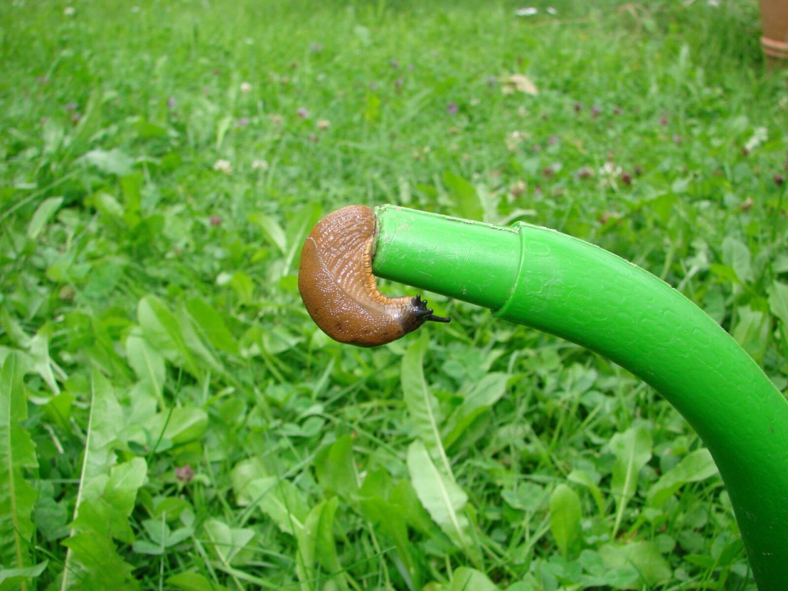 Sony DSC-H5 sample photo. Slug, snail, hose photography
