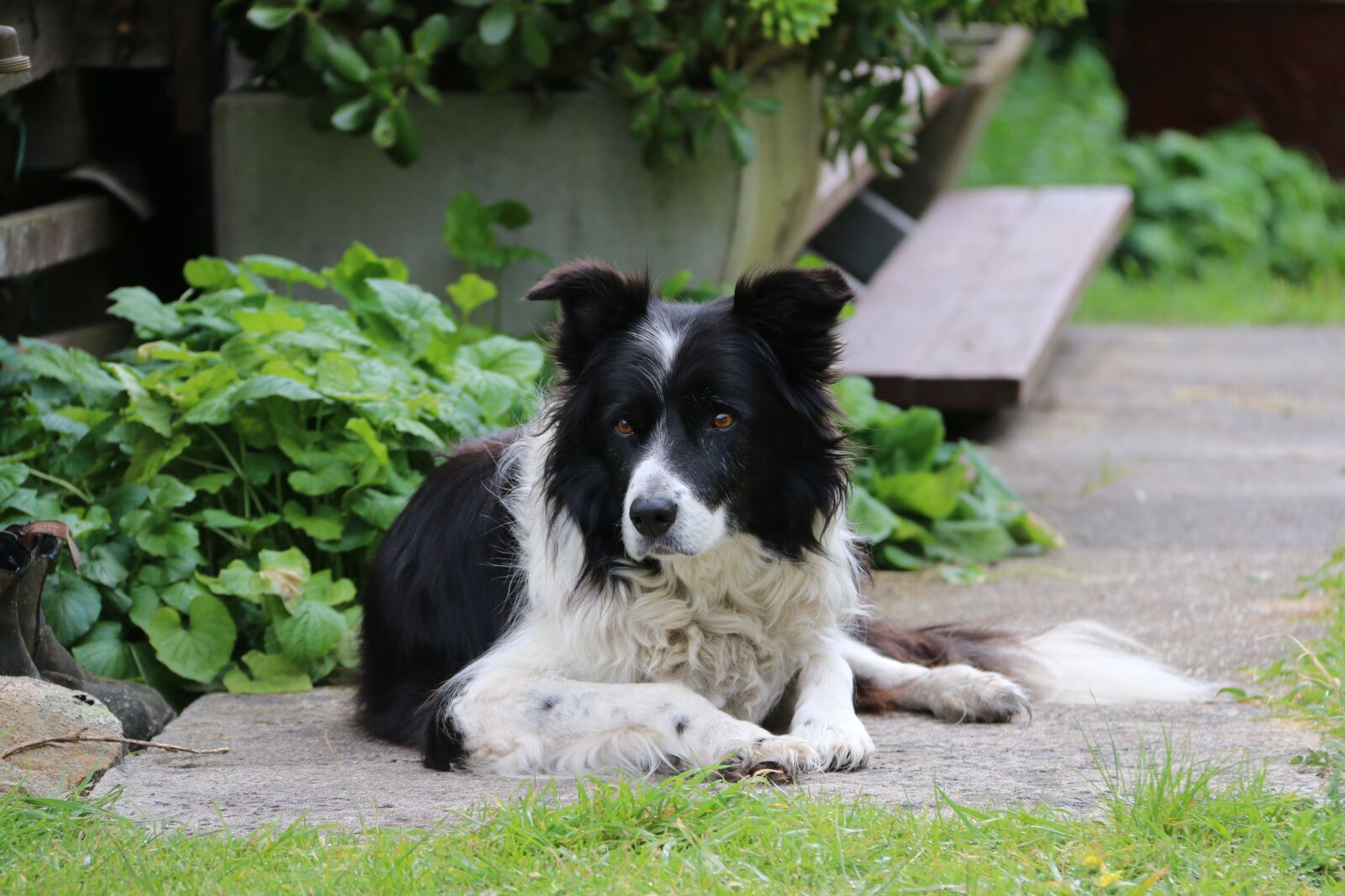 Canon EOS 70D + Canon EF-S 18-200mm F3.5-5.6 IS sample photo. Dog, collie, pet photography