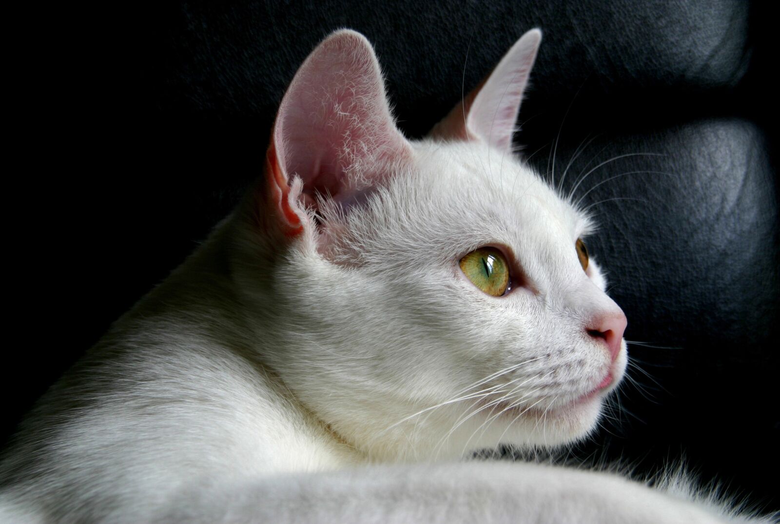 Canon EOS 300D (EOS Digital Rebel / EOS Kiss Digital) sample photo. Cat, pet, animal photography