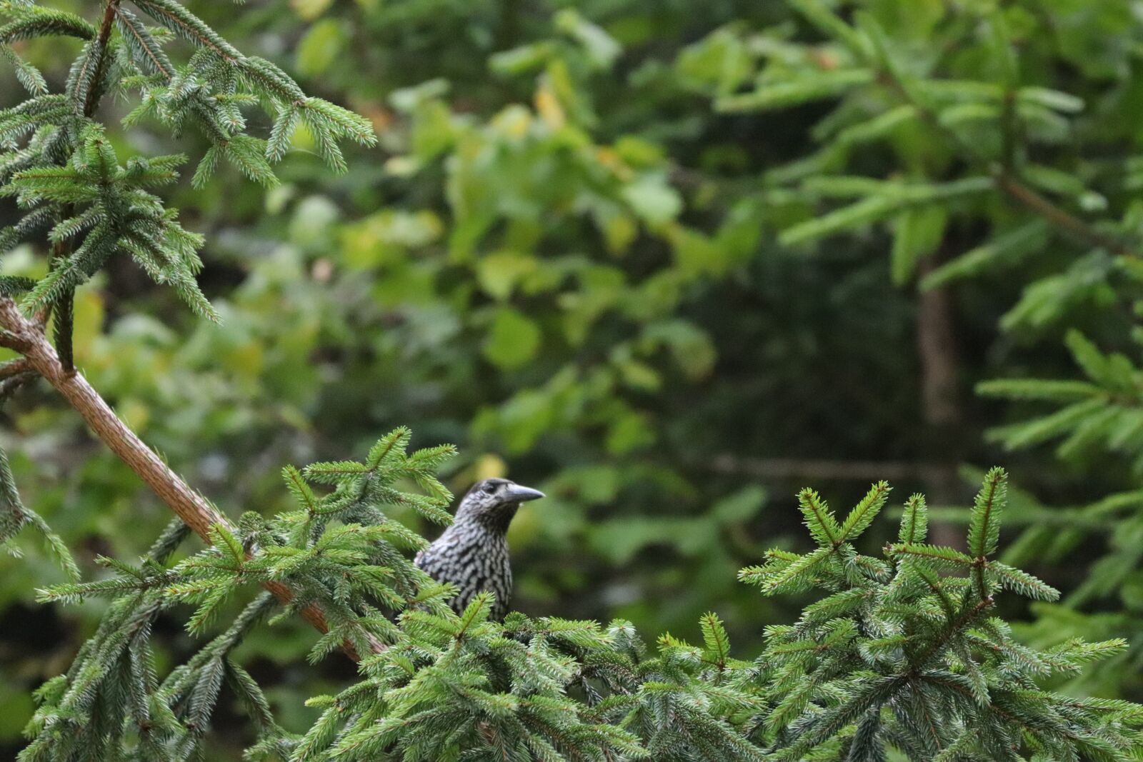 Canon EF 70-300 F4-5.6 IS II USM sample photo. Bird, sturnus, songbird photography
