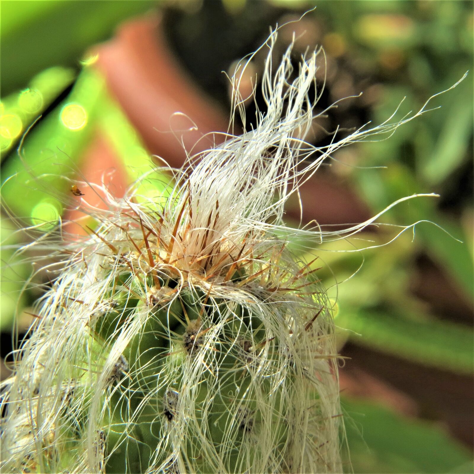 Canon PowerShot SX50 HS sample photo. Bearded cactus, succulent, cactus photography