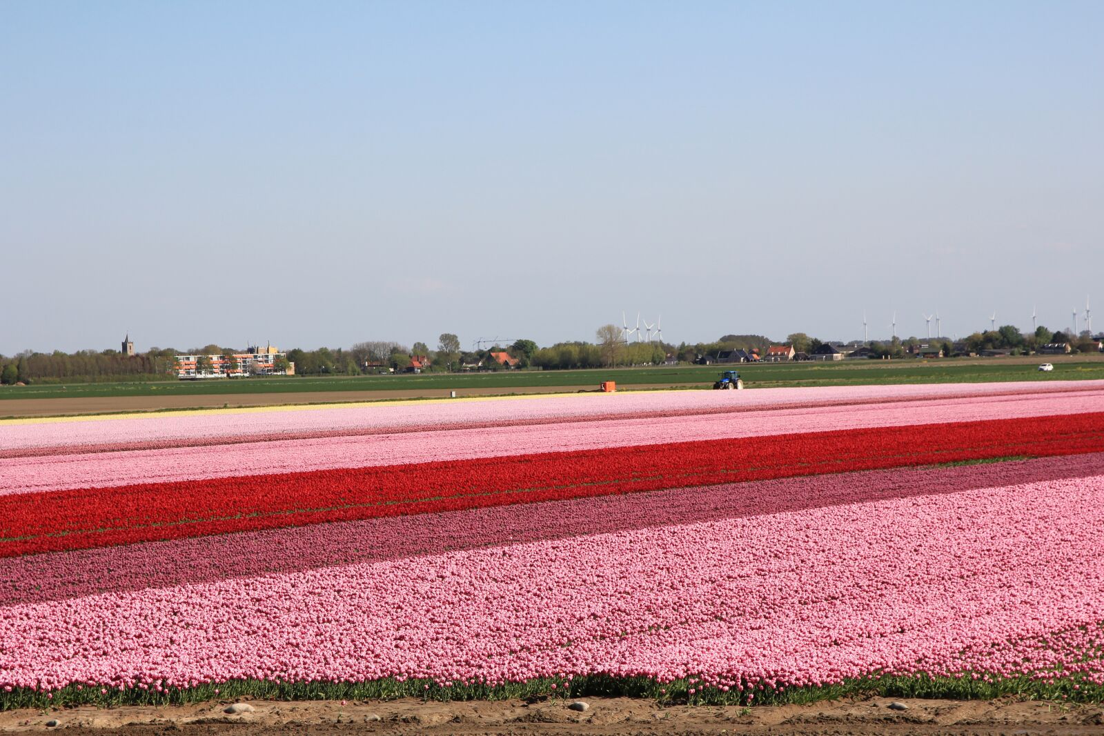 Canon EOS 550D (EOS Rebel T2i / EOS Kiss X4) sample photo. Tulips, field, holland photography