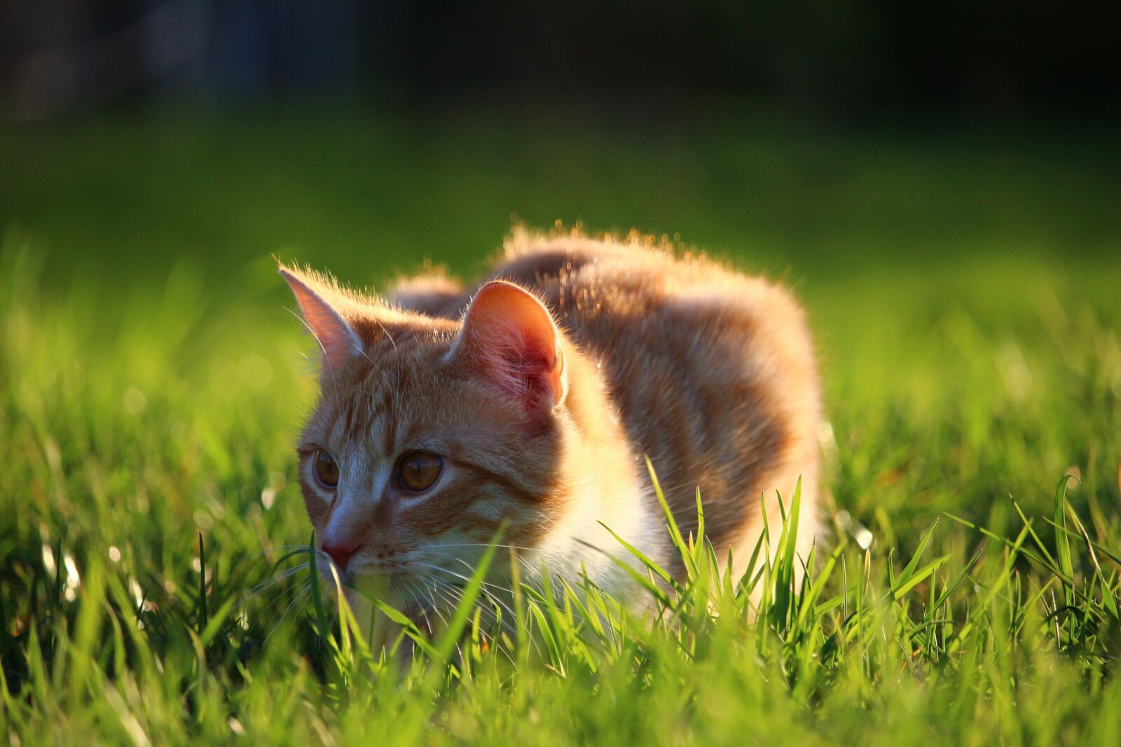 Canon EOS 100D (EOS Rebel SL1 / EOS Kiss X7) sample photo. Cat, kitten, red mackerel photography