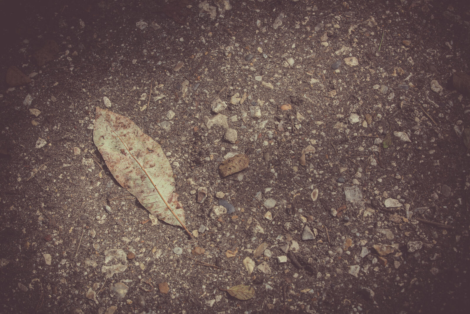 Canon EF 70-200mm F2.8L IS II USM sample photo. Autumn, leaves, dried, leaves photography