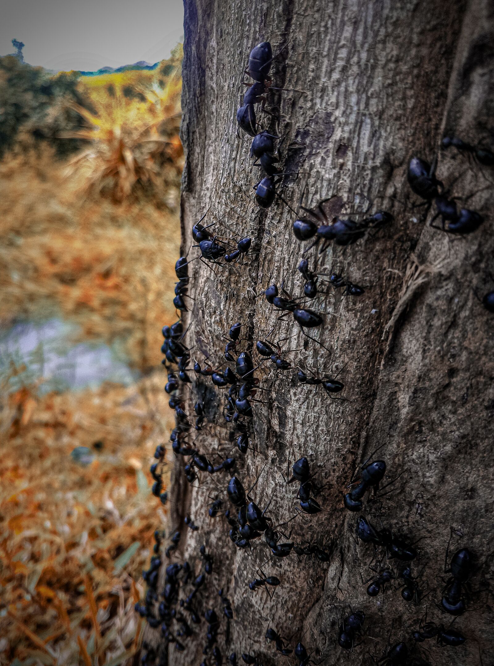 HTC DESIRE 10 LIFESTYLE sample photo. Ant, tree, nature photography
