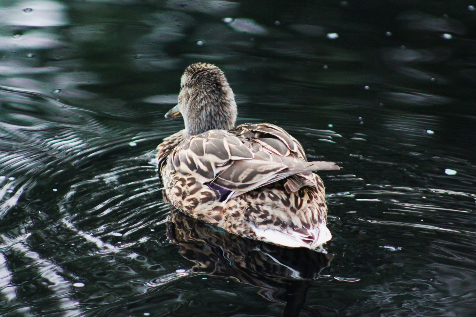Canon EF 75-300mm f/4-5.6 sample photo. Duck, mother duck, wildlife photography
