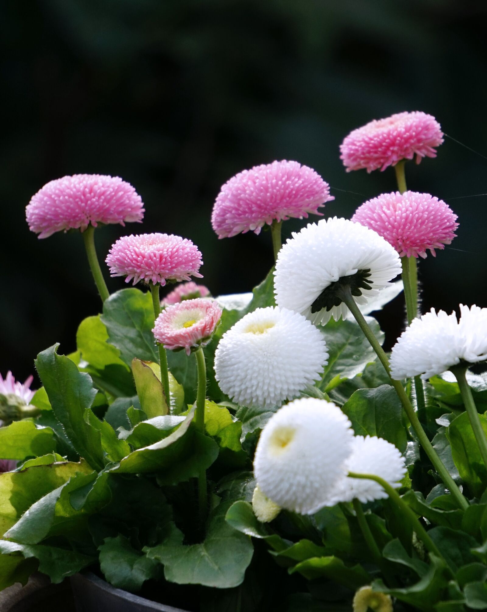 Sony Alpha a5000 (ILCE 5000) + Sony E 55-210mm F4.5-6.3 OSS sample photo. Nature, plant, flower photography