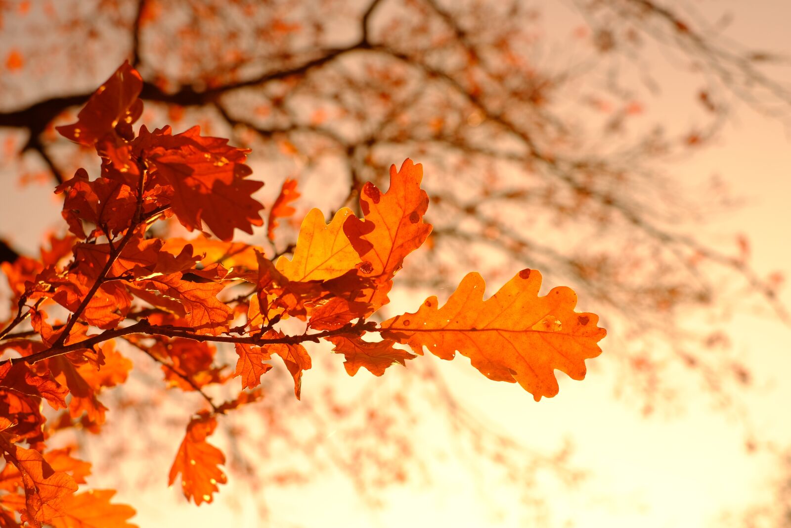 Fujifilm X-T2 + Fujifilm XF 35mm F1.4 R sample photo. Oak leaves, leaves, fall photography