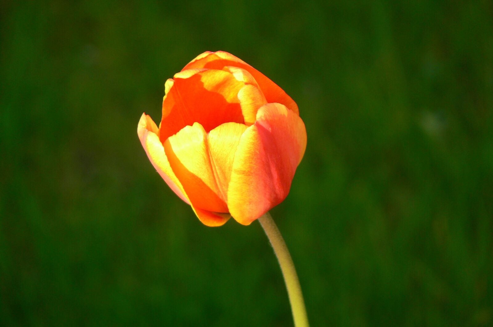 Panasonic DMC-FZ30 sample photo. Tulip, flower, blossom photography