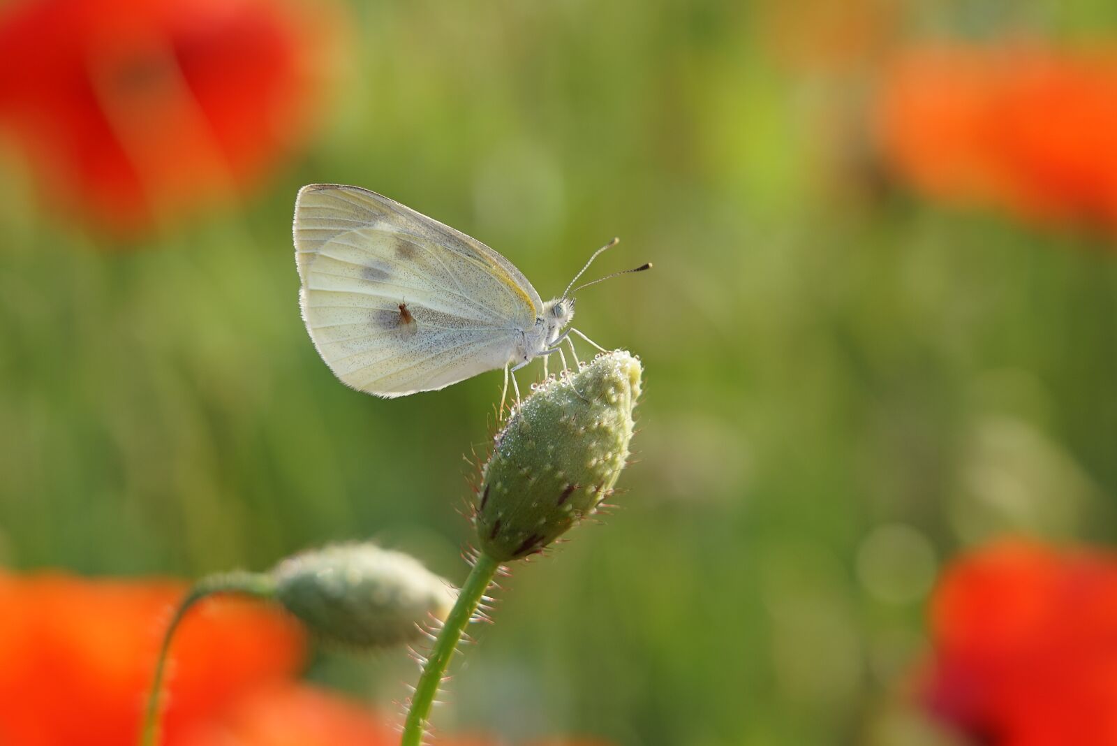 Sony FE 24-105mm F4 G OSS sample photo. Poppy, butterfly, smmer photography