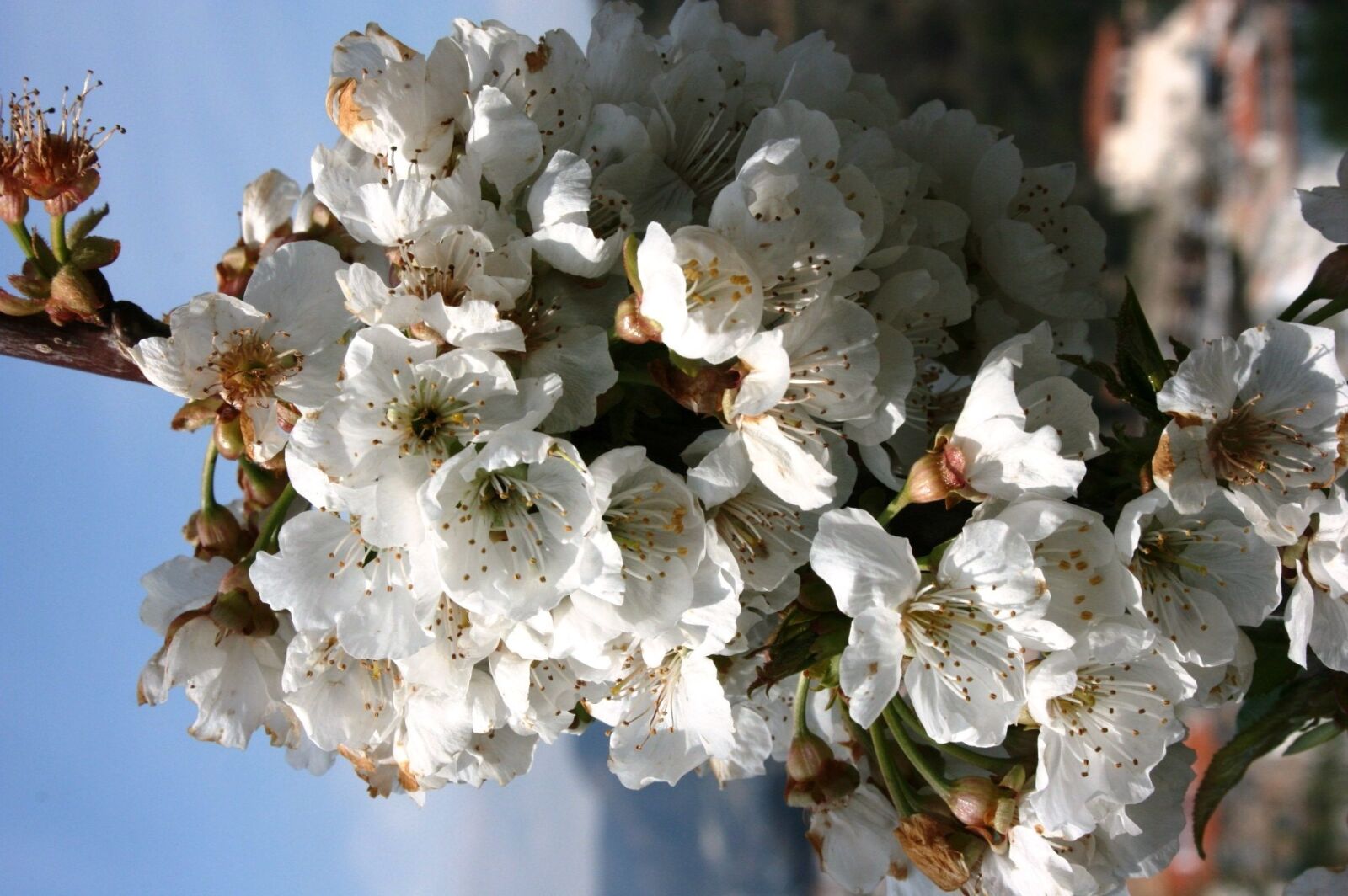 Canon EOS 400D (EOS Digital Rebel XTi / EOS Kiss Digital X) sample photo. Almond tree, flowers white photography
