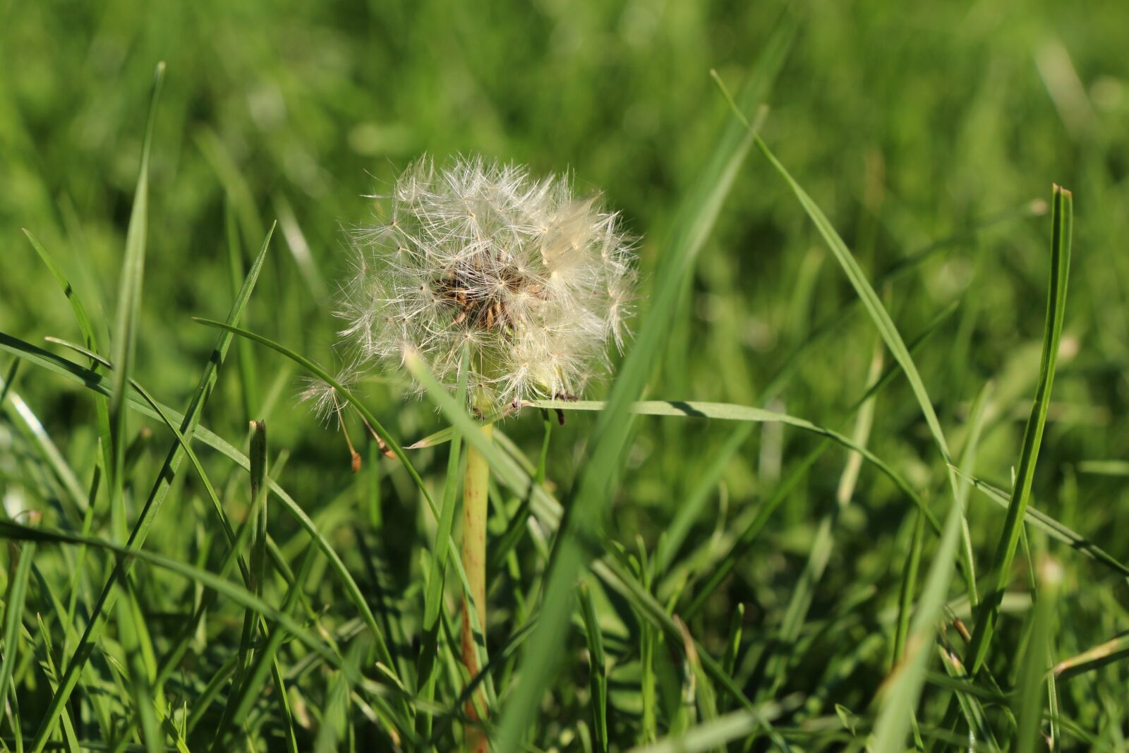 Canon EOS 650D (EOS Rebel T4i / EOS Kiss X6i) sample photo. Dandelion, flower, close up photography