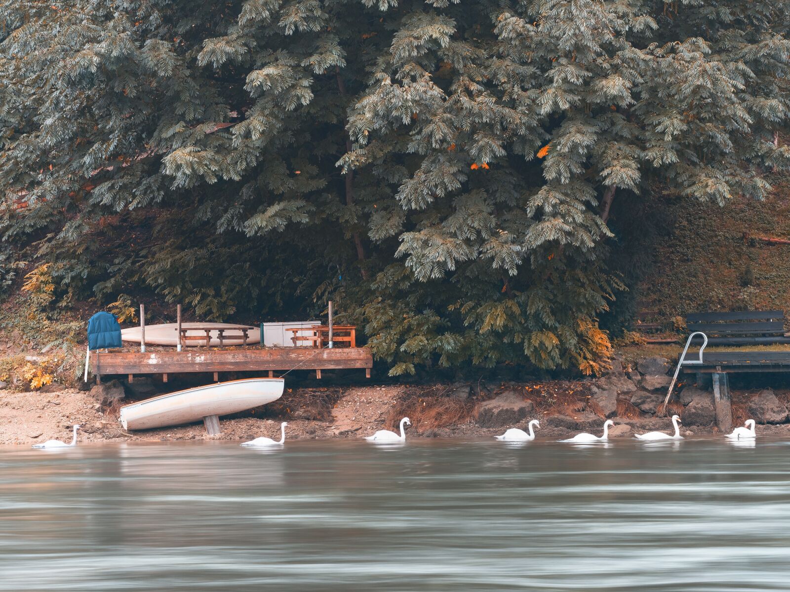 Olympus M.Zuiko Digital ED 75mm F1.8 sample photo. River, swans, nature photography
