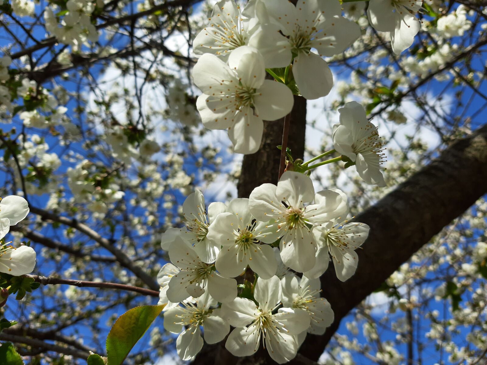 Samsung Galaxy A50 sample photo. Spring, flowers, belove photography