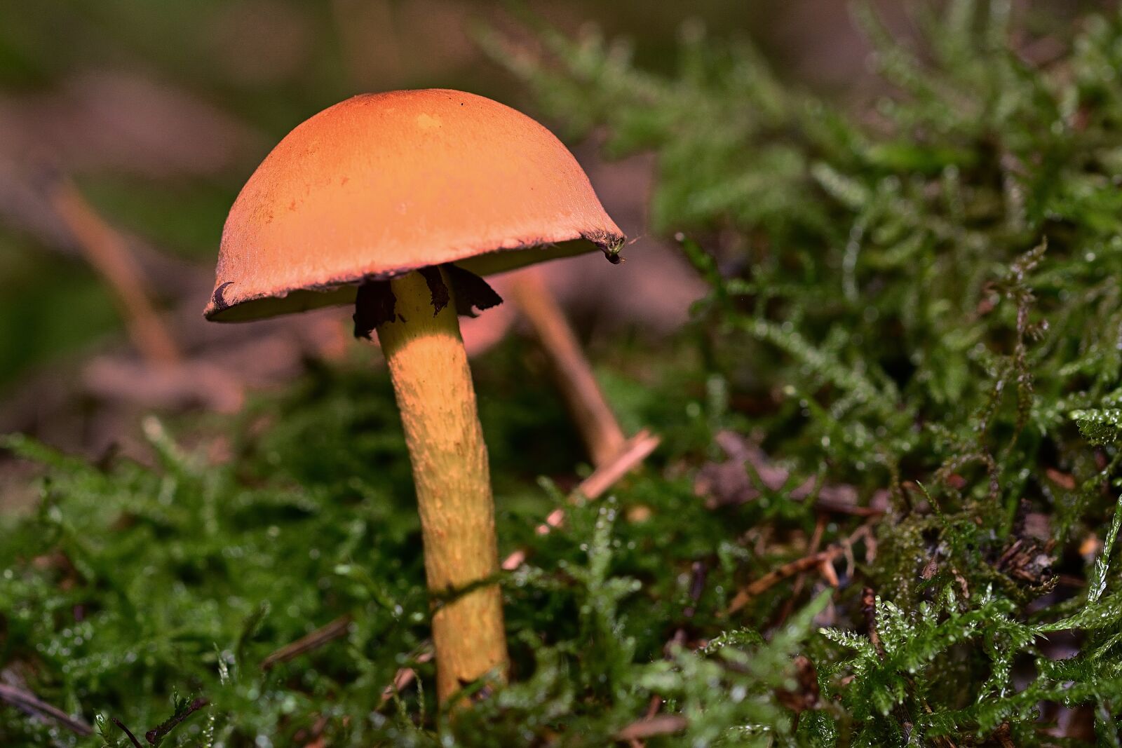 Nikon D5200 sample photo. Forest, nature, mushroom photography