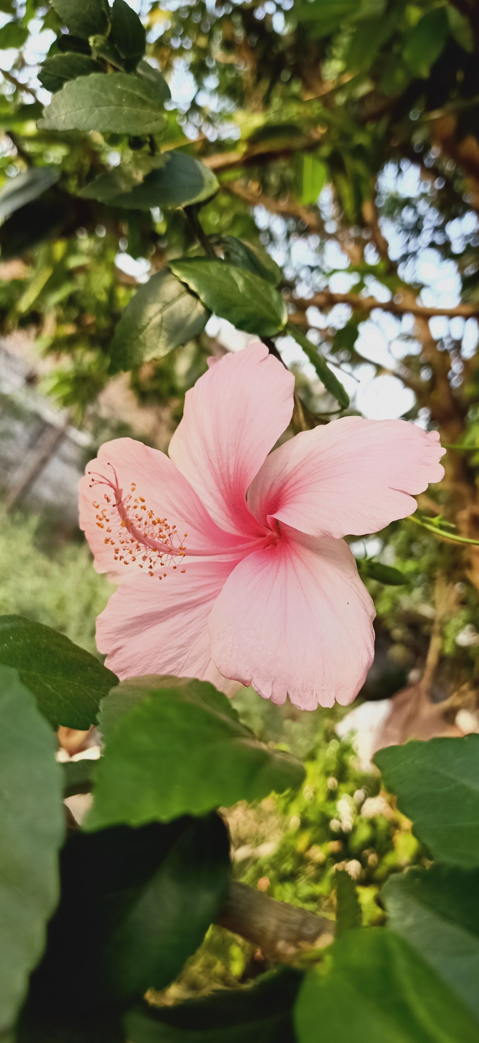 OPPO RENO2 F sample photo. Golden, flower, pink photography