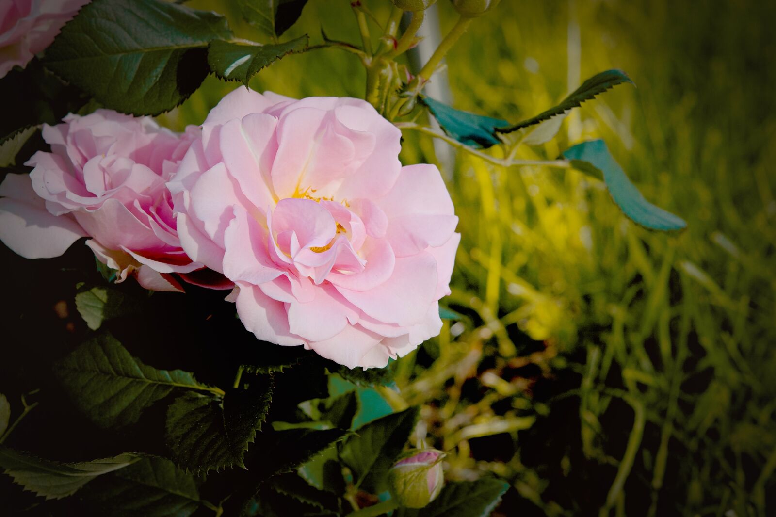 Nikon D7100 sample photo. Rose, flower, blossom photography
