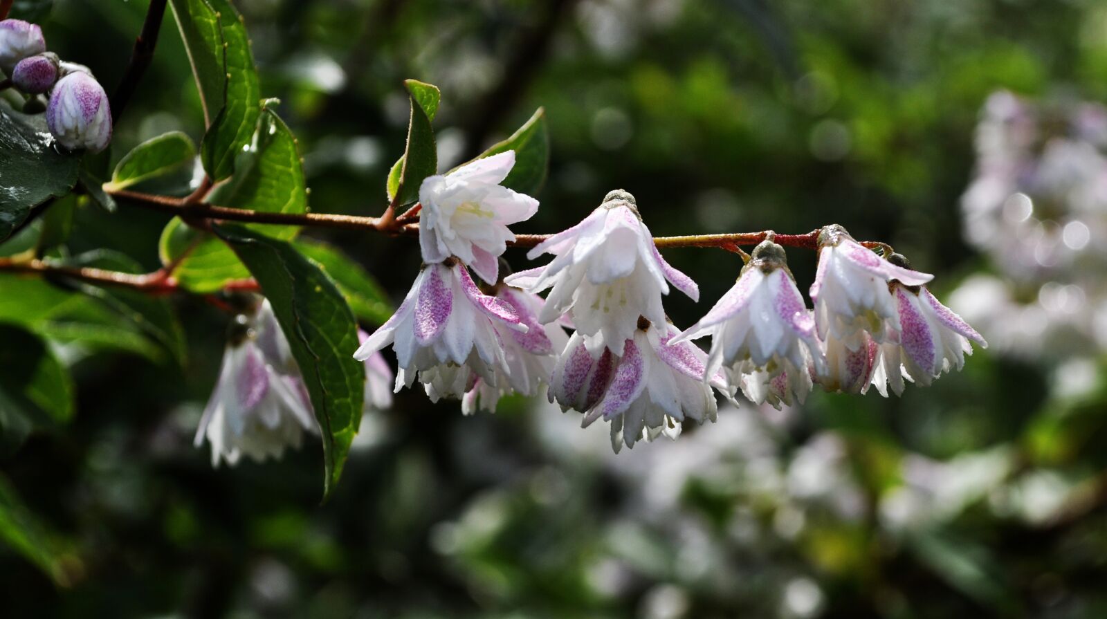 Nikon D5000 sample photo. Garden, sprig, flowers photography