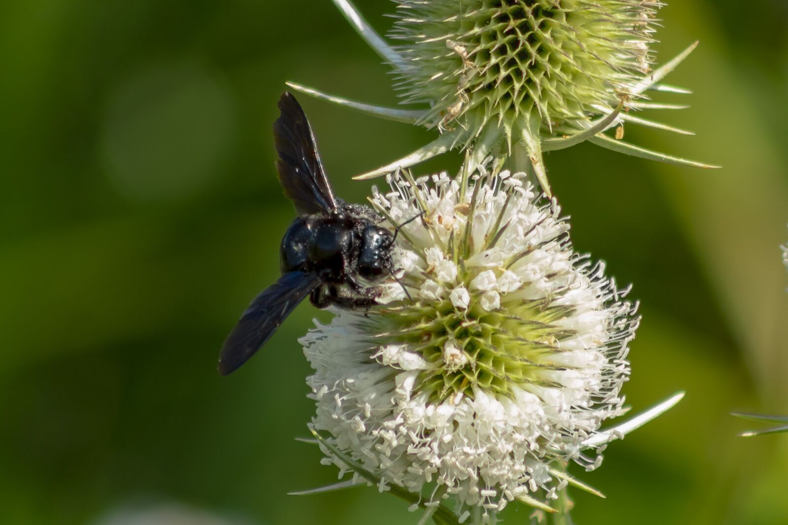 Canon EF75-300mm f/4-5.6 sample photo. Wildflower, stalk, szam rk photography