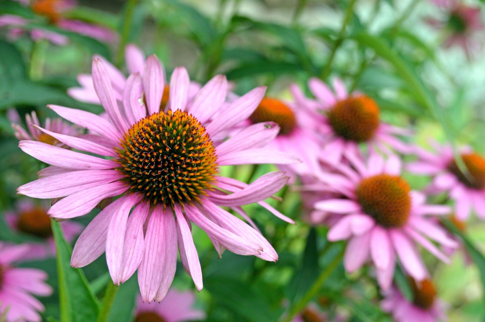 Nikon D3200 sample photo. Sonnenhut, blume, natur photography