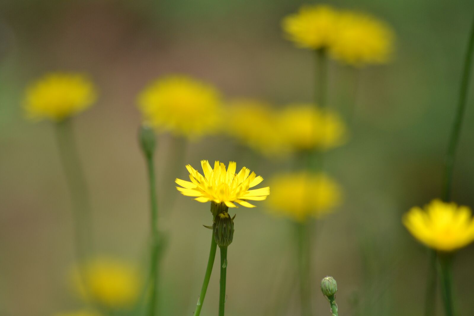 Nikon D3100 sample photo. Yellow, flowers, nature photography