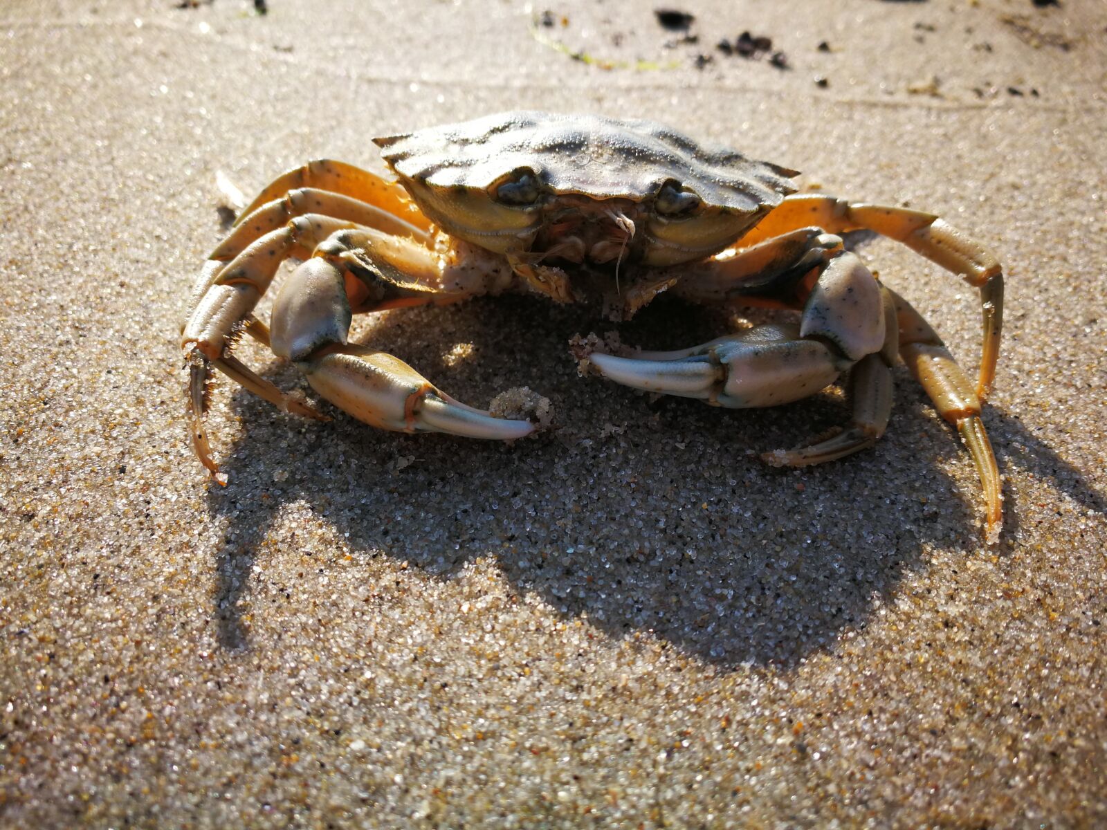 HUAWEI Mate 9 sample photo. Animal, cancer, north sea photography