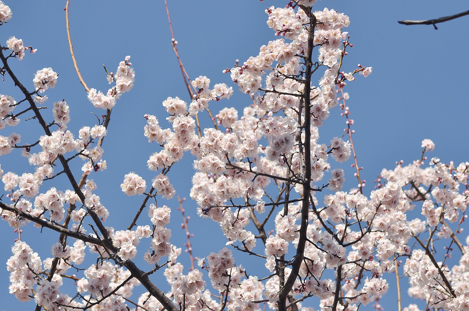 Nikon D90 sample photo. Plum, prunus mume, flowers photography
