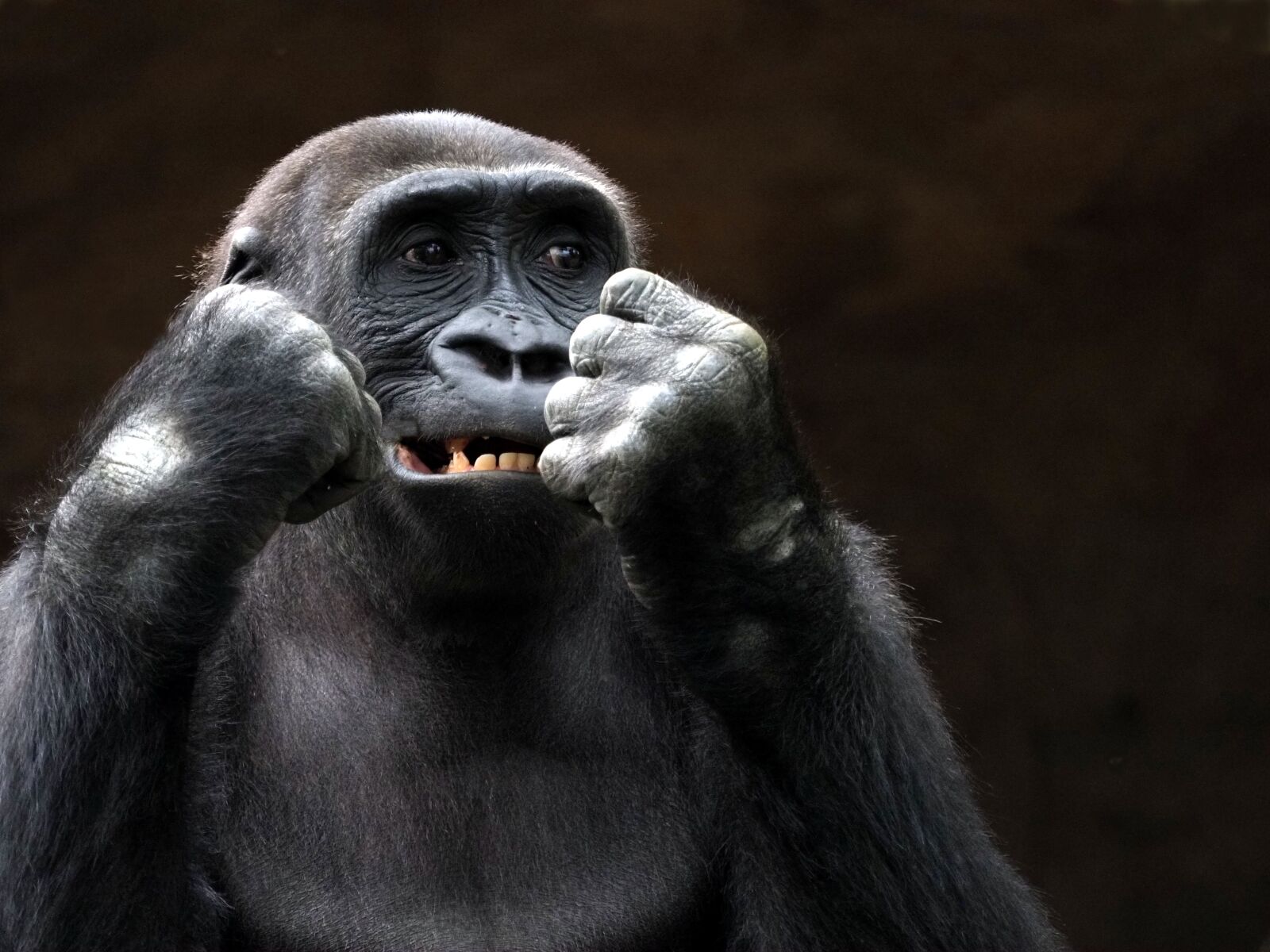 Olympus OM-D E-M1 Mark II sample photo. Animal, monkey, gorilla photography