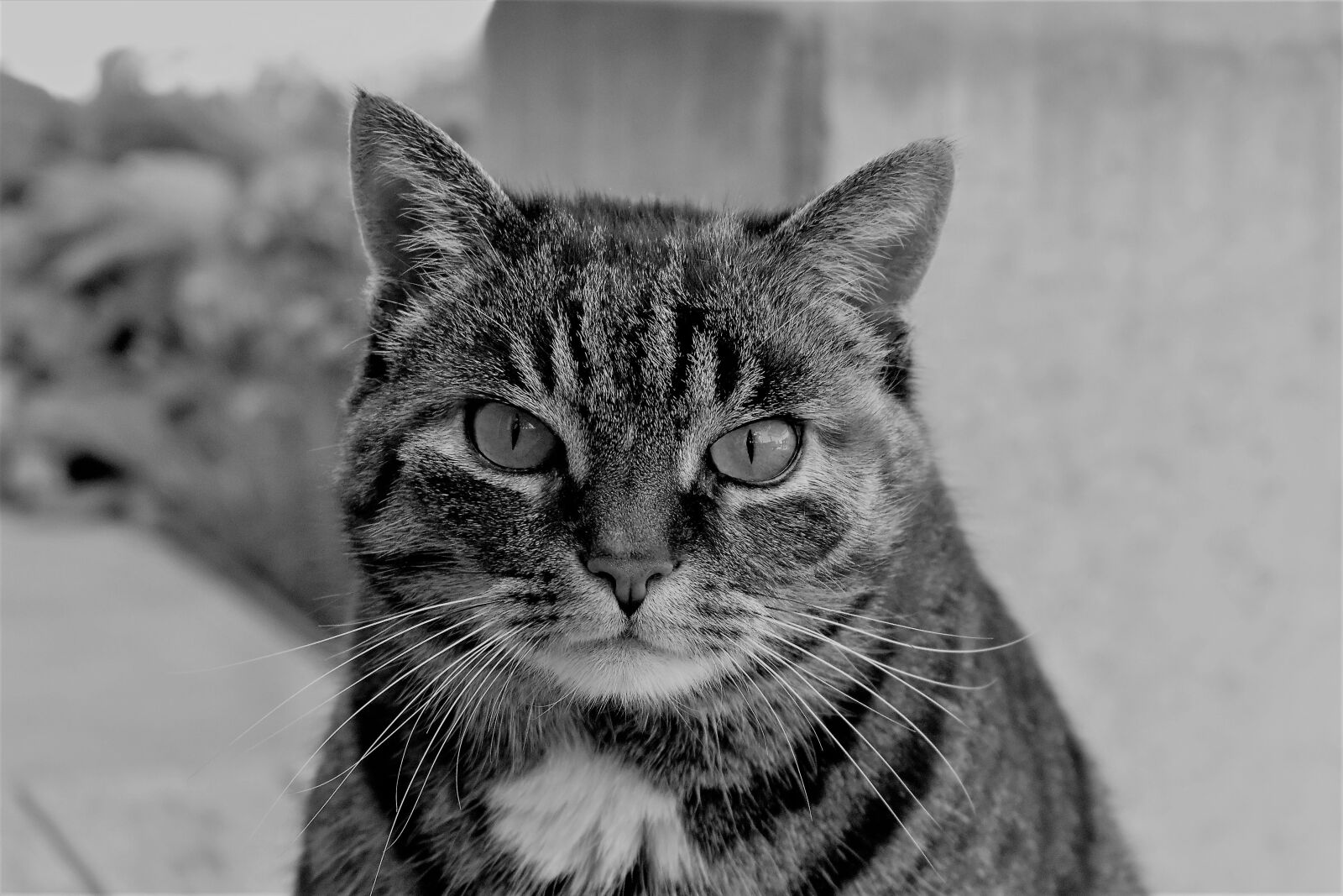 Nikon D5500 sample photo. Cat, mackerel, animal photography