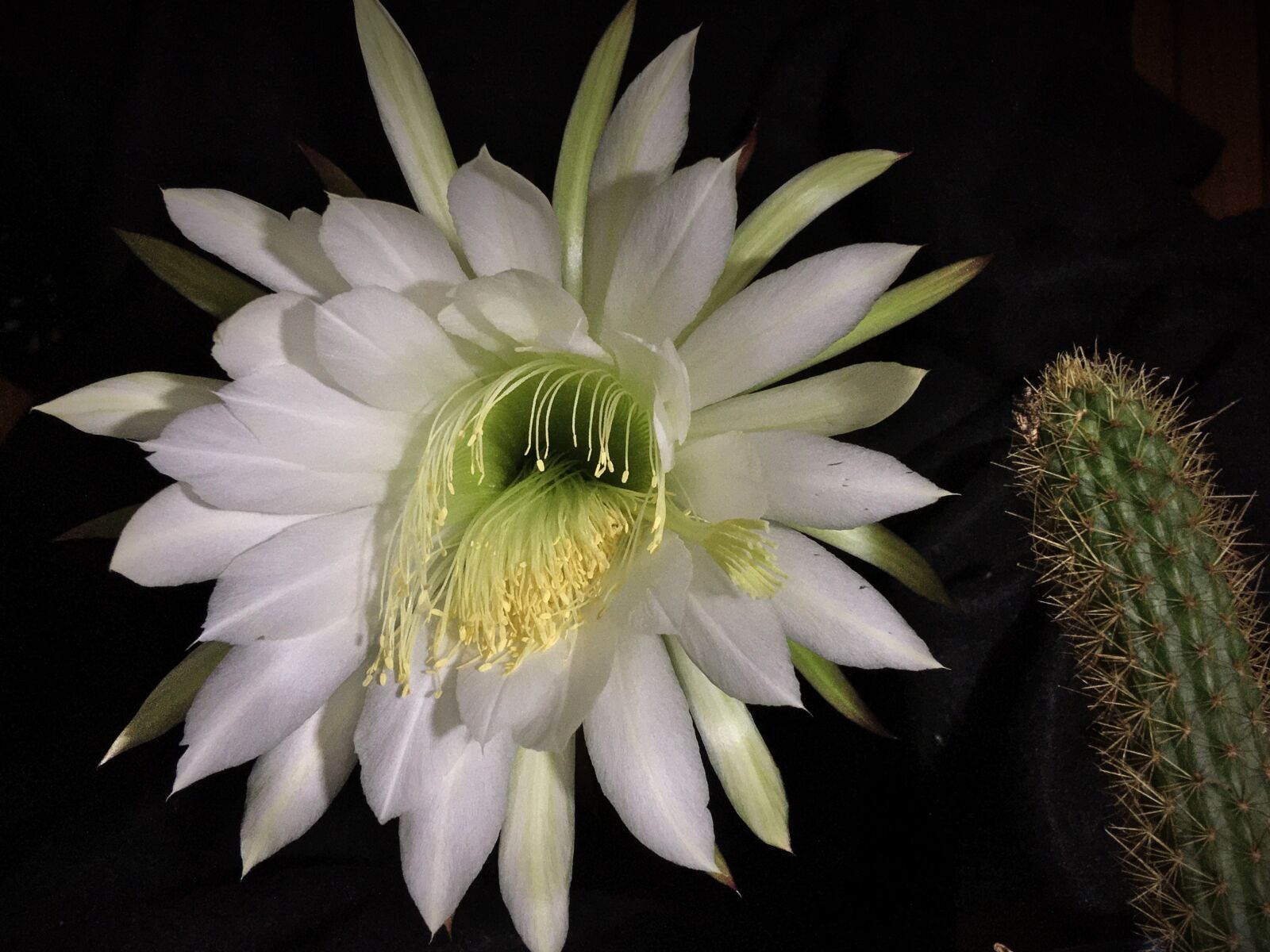 iPhone 6s Plus back camera 4.15mm f/2.2 sample photo. Cactus flower, cactus, flower photography