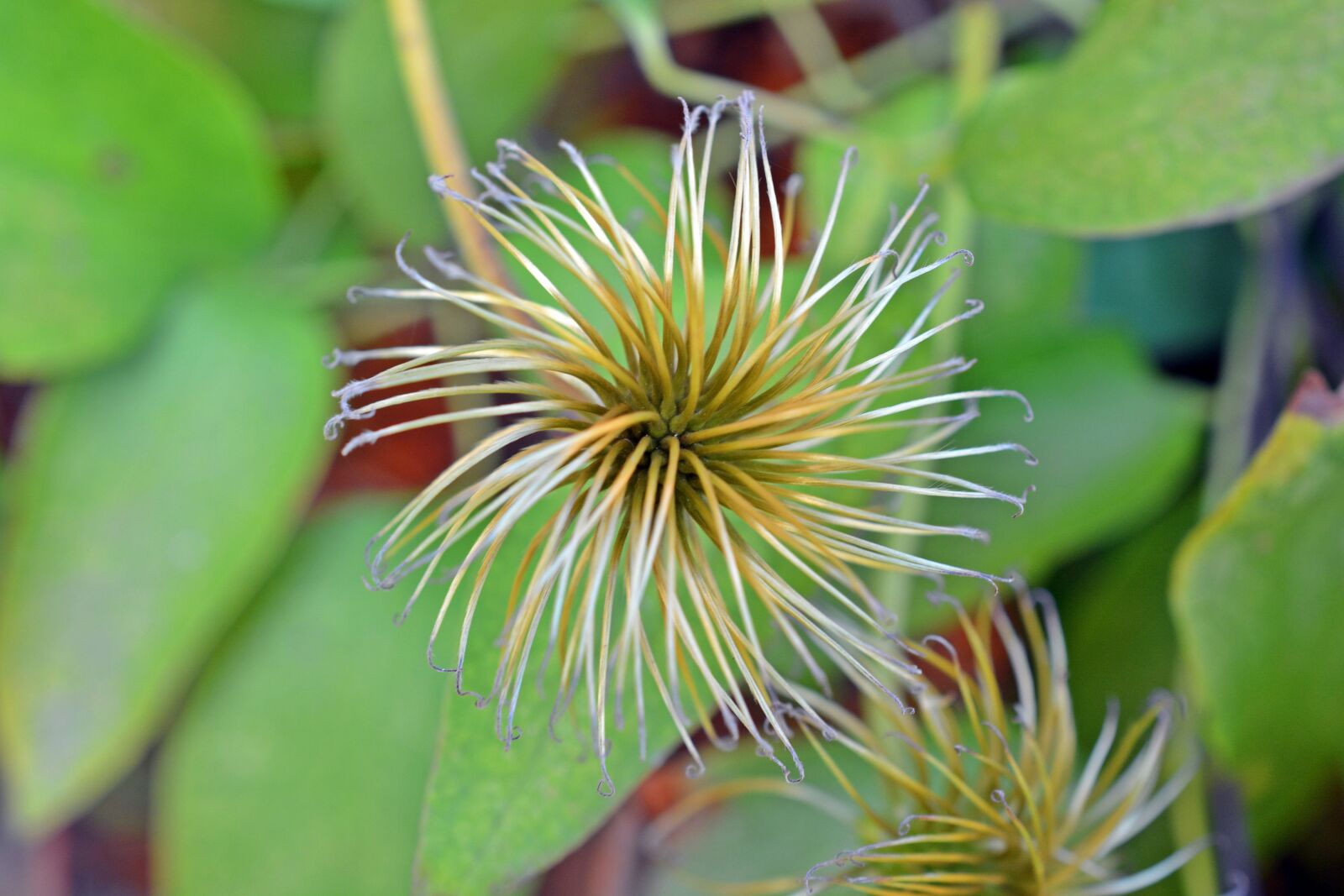 Nikon D5200 sample photo. Clematis, seeds, pods photography