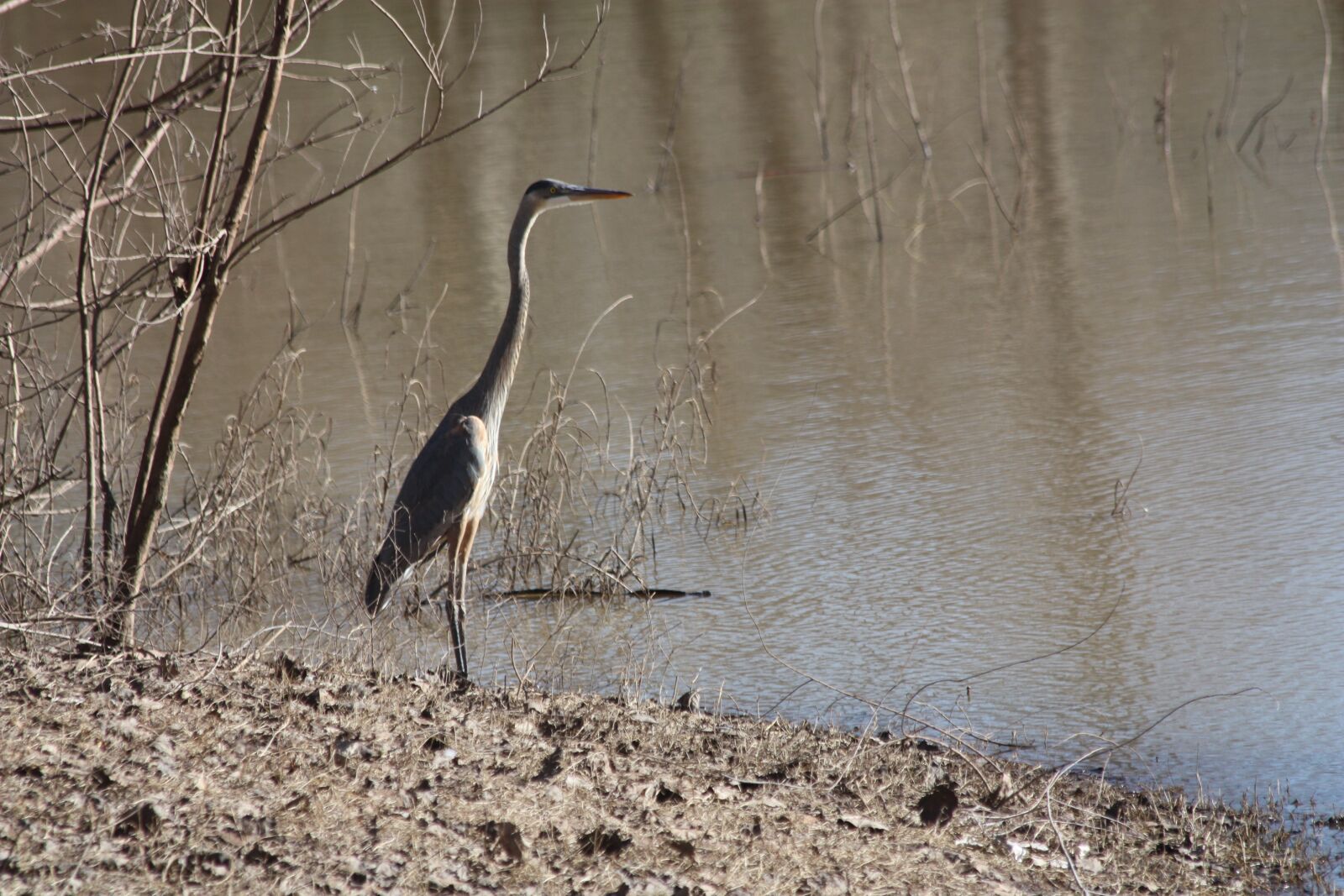 Canon EOS 450D (EOS Rebel XSi / EOS Kiss X2) sample photo. Heron, bird, lake photography