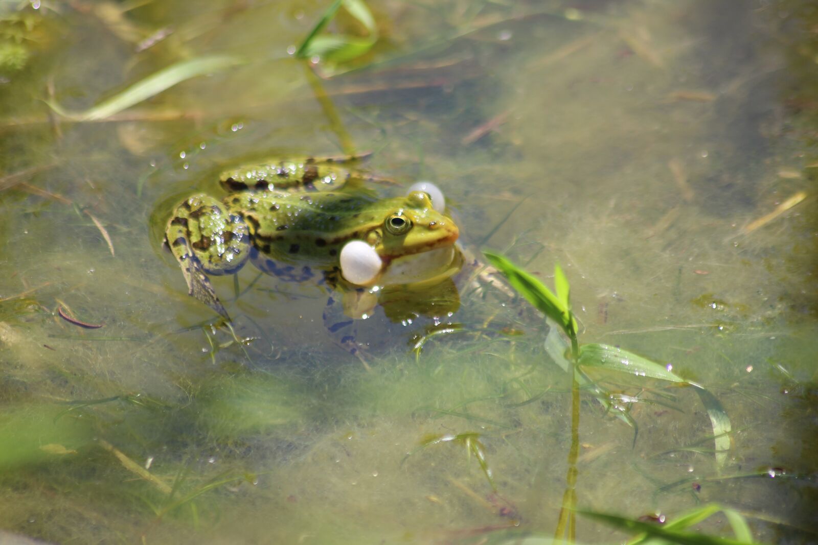 Canon EOS 600D (Rebel EOS T3i / EOS Kiss X5) sample photo. Frog, frog pond, water photography