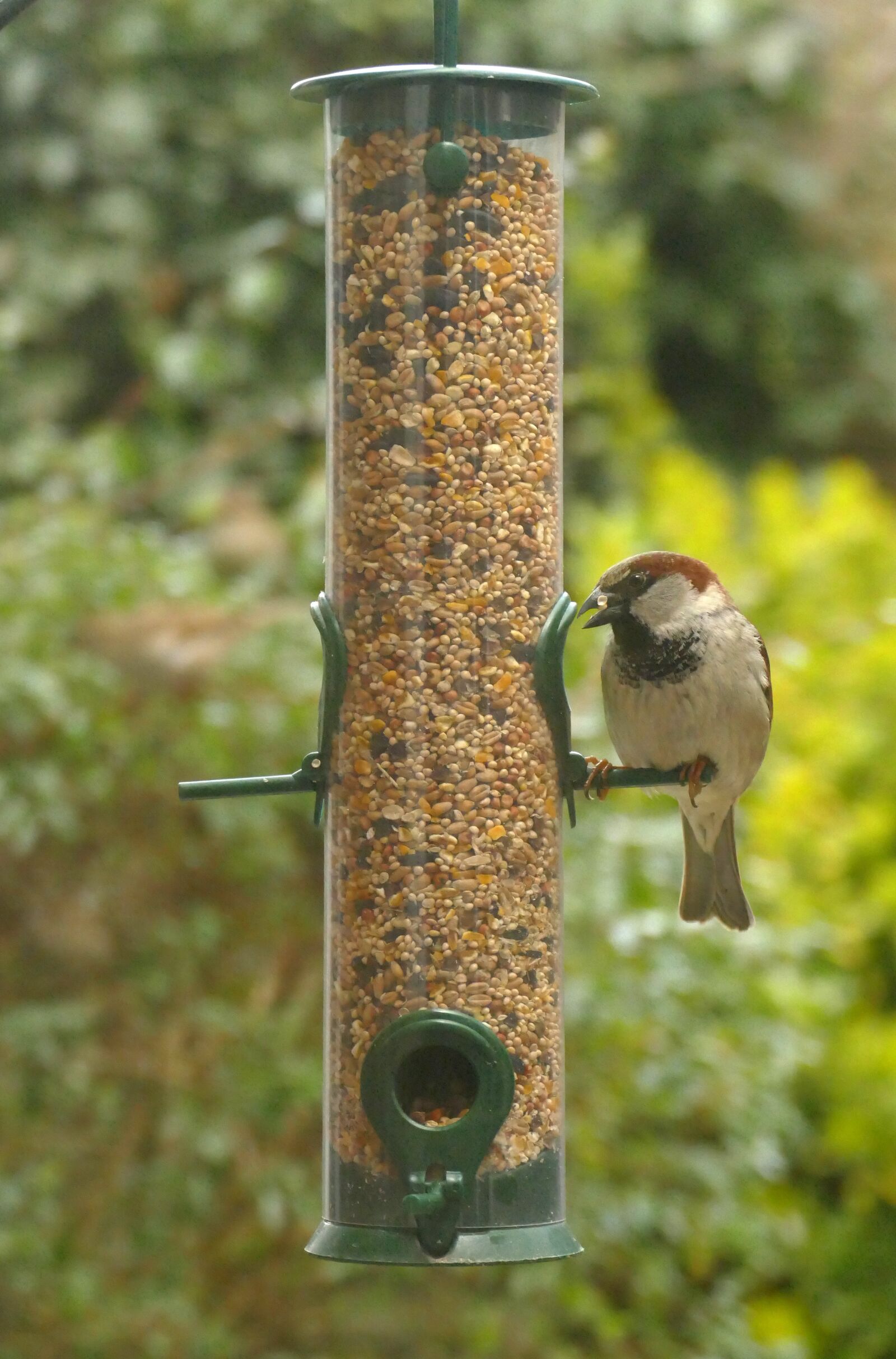 Panasonic Lumix DMC-FZ1000 sample photo. Mus, bird, fauna photography