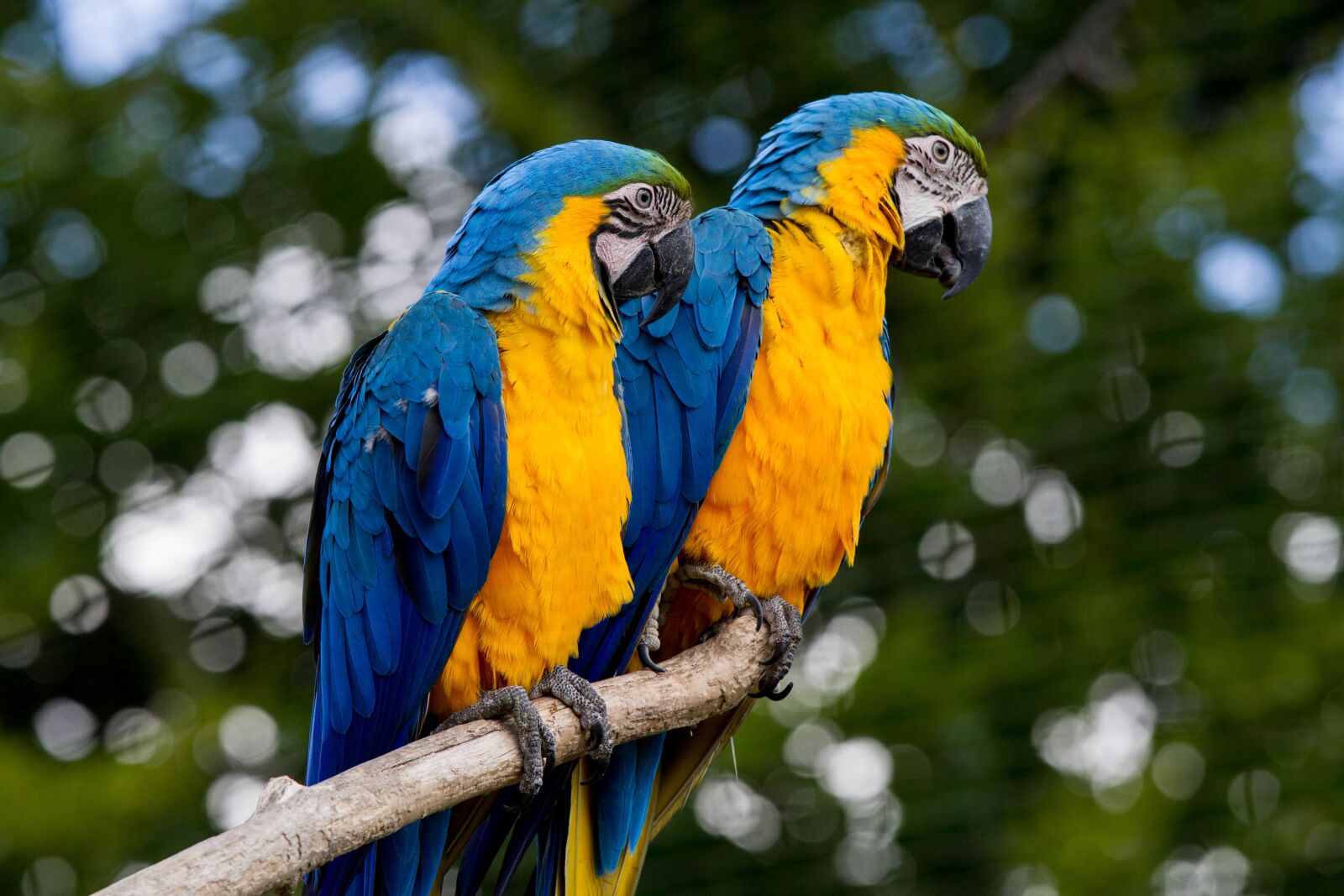 Canon EOS 7D + Canon EF 70-200mm F4L IS USM sample photo. Ara, parrot, colorful photography