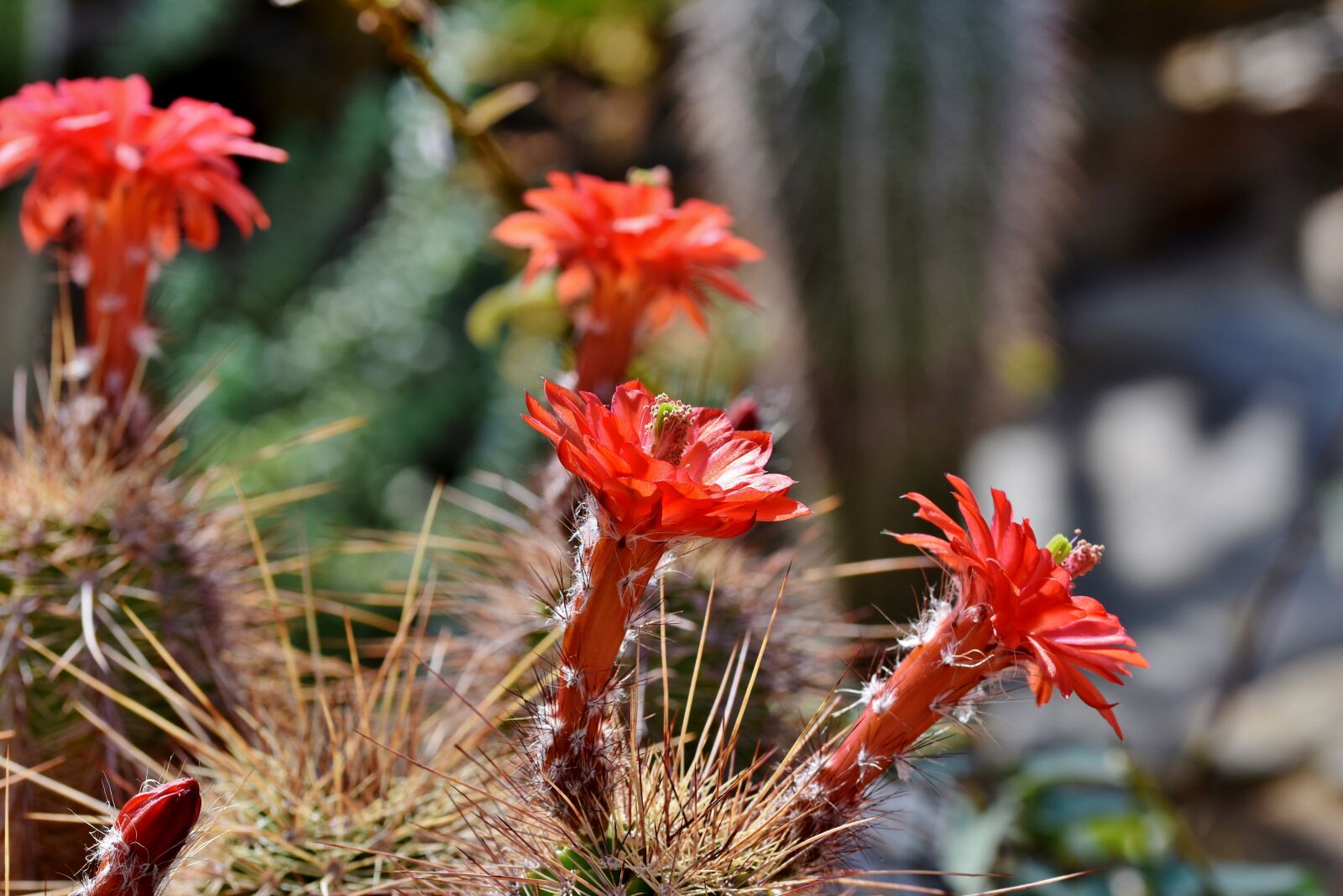 Nikon D7200 sample photo. Cactus, cactus blossom, blossom photography