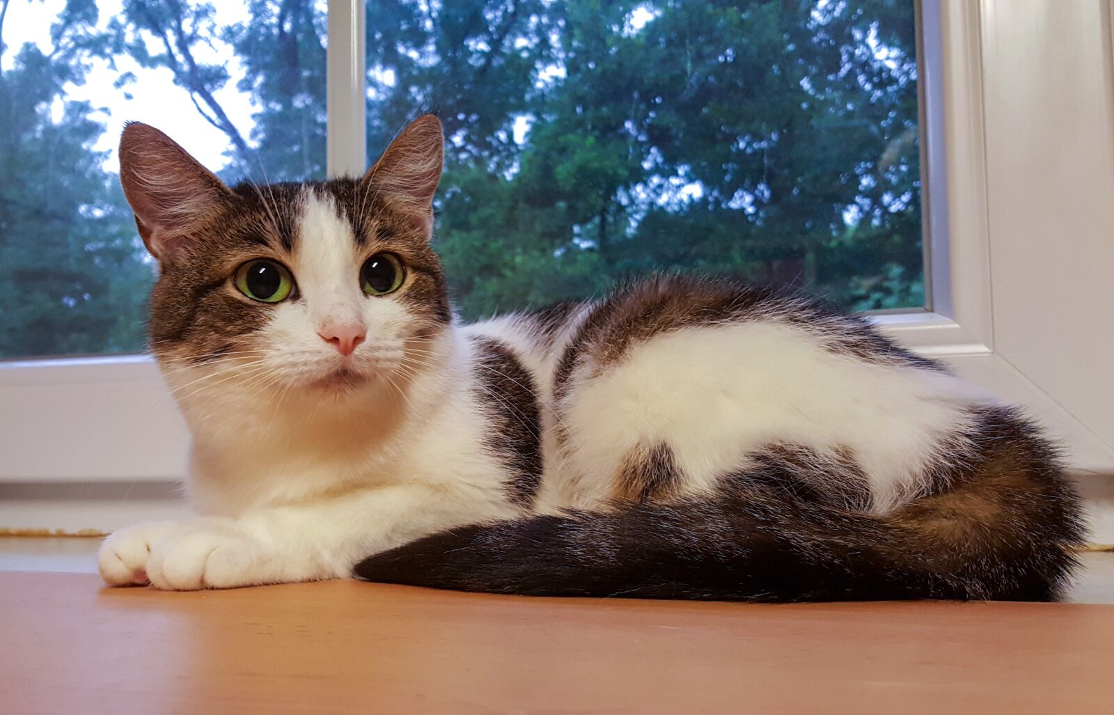 Samsung GALAXY S6 edge sample photo. Cat, animal, kitten photography