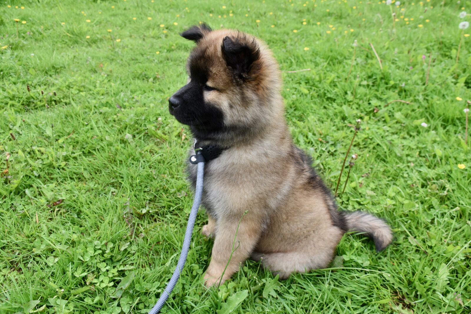 Nikon D5600 sample photo. Dog, puppy, young dog photography