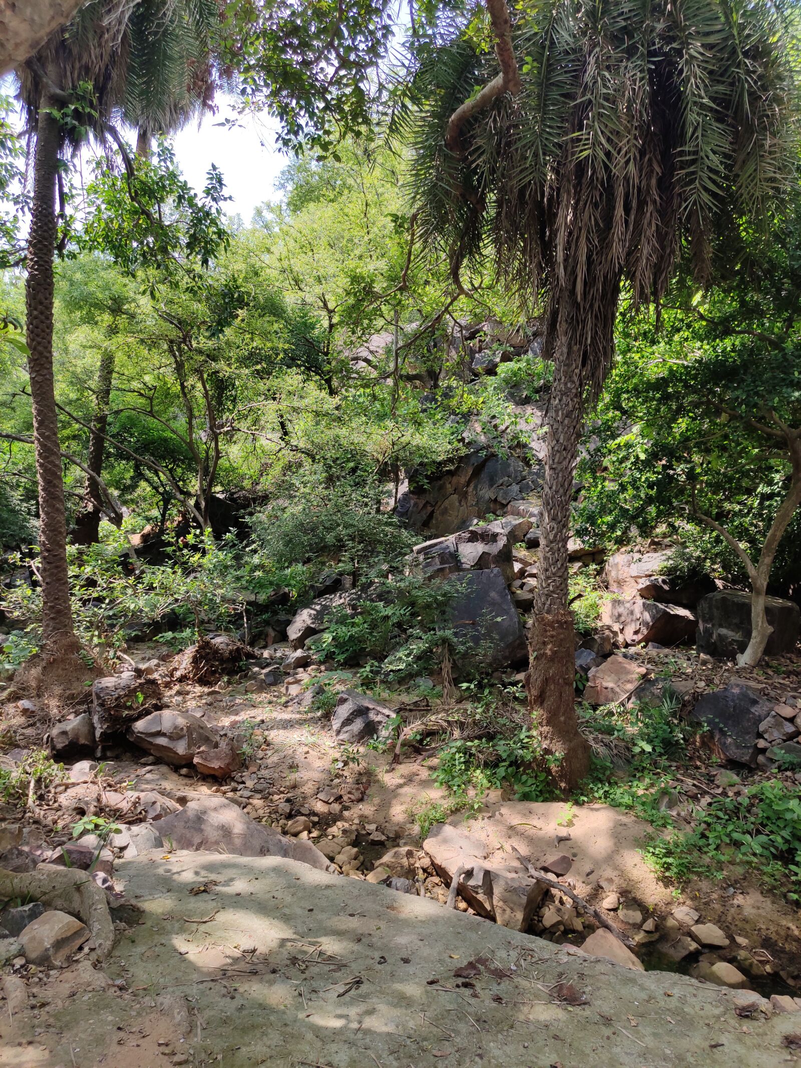 Xiaomi Redmi Note 7 Pro sample photo. Nature, forest, tree photography