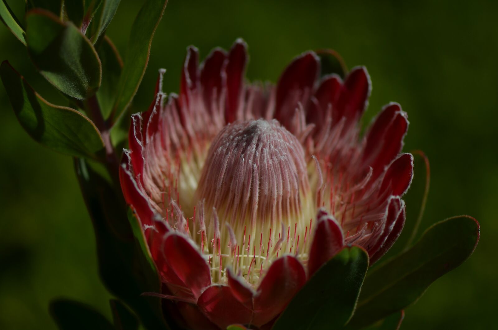 Nikon D7000 sample photo. Flower, waratah, flora photography