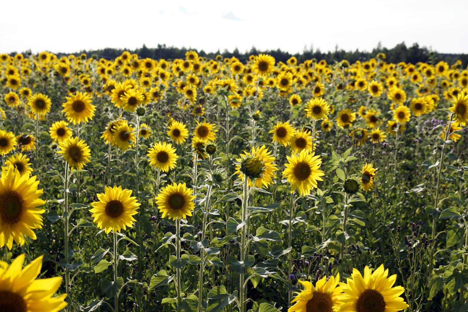 Sony ILCA-77M2 + 17-50mm F2.8 sample photo. Sunflowers, fields, landscape photography