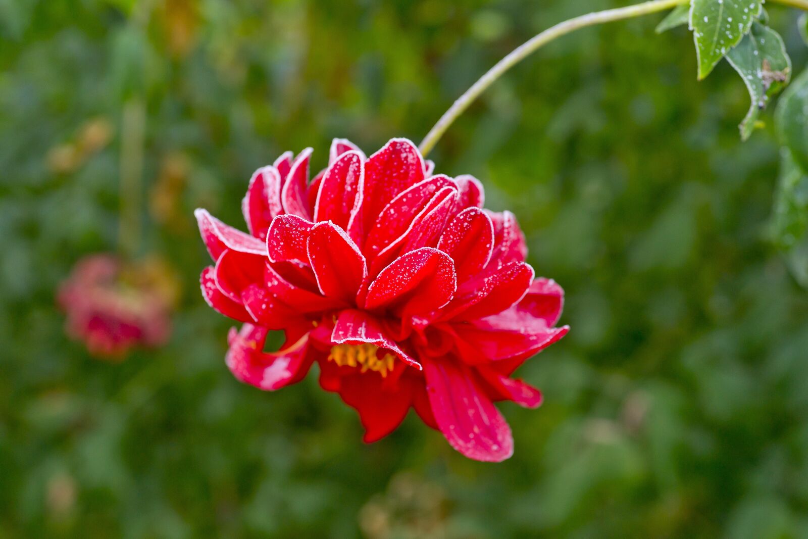 Sony Alpha DSLR-A850 sample photo. Leann, flower, dahlia photography