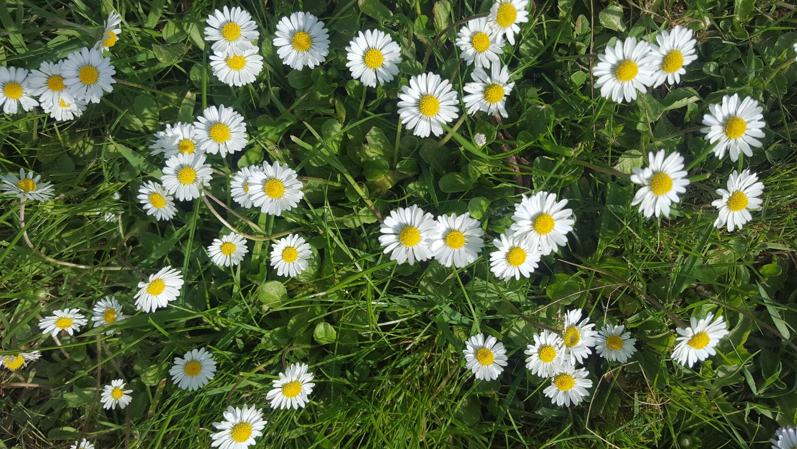 Samsung GALAXY S6 edge sample photo. Nature, meadow, grass photography