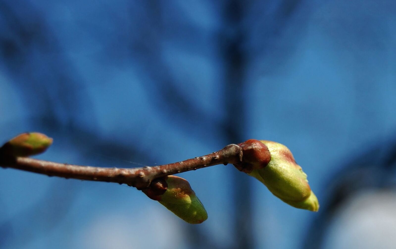 Nikon D40 sample photo. Plant, branch, leaf, bud photography